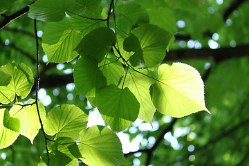 Image showing fresh foliage glowing in sunlight