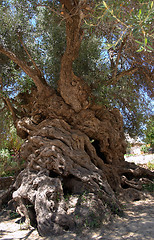 Image showing Vouves olive tree, Greek Natural Monument