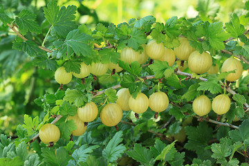 Image showing Gooseberry