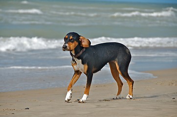 Image showing dog at the beach