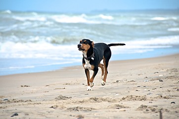 Image showing dog at the beach