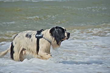 Image showing dog at the beach