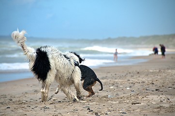 Image showing dog at the beach