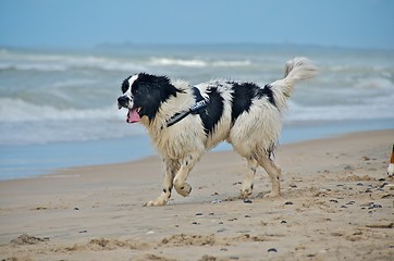 Image showing dog at the beach