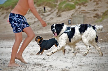Image showing with dog at the beach