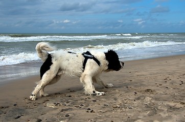 Image showing dog at the beach