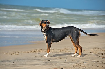 Image showing dog at the beach