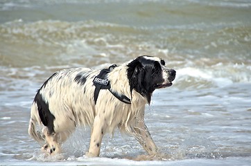 Image showing dog at the beach