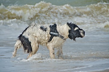 Image showing dog at the beach