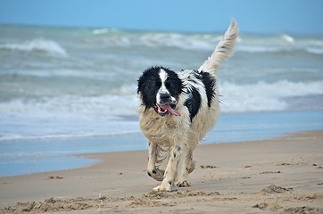 Image showing dog at the beach