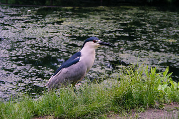 Image showing Black-crowned night-heron