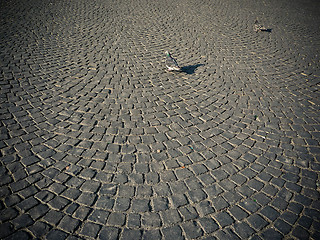 Image showing Doves on cobblestone pavement