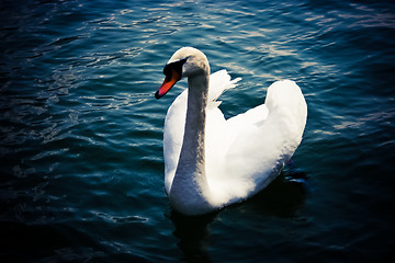 Image showing Swan (Cygnus olor)