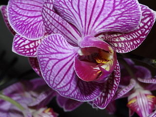 Image showing Orchid Phalaenopsis