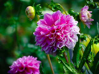 Image showing Purple Dahlia