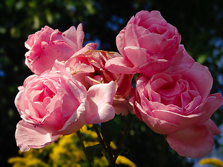 Image showing Blooming and withering pink roses