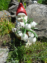 Image showing Garden gnome behind flowers