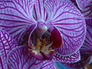 Image showing Orchid Phalaenopsis