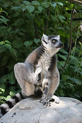 Image showing Lemur Catta