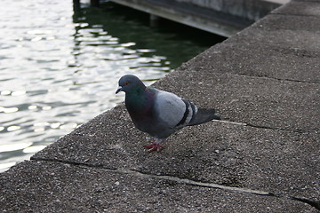 Image showing Dove sitting