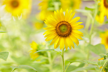 Image showing Sunflower