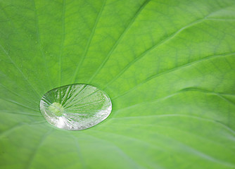 Image showing Drop water on Lotus leaf