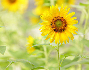 Image showing Sunflower