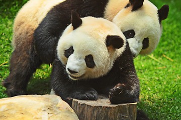 Image showing panda