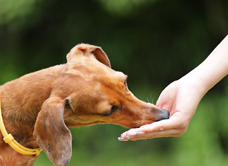 Image showing feeding dog