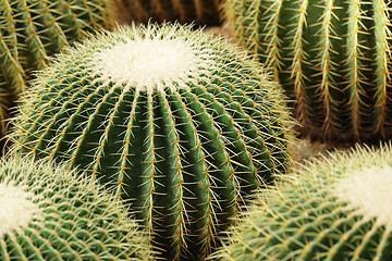 Image showing cactus