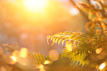 Image showing leaf with sun shine