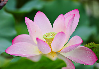 Image showing lotus flower