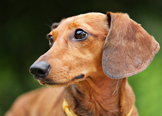 Image showing dachshund