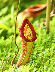 Image showing Pitcher plant