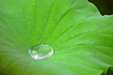 Image showing Drop water on Lotus leaf