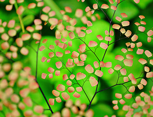 Image showing fresh pink and green plants background