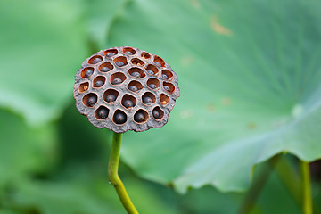 Image showing Lotus Pod