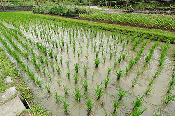 Image showing rice field