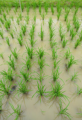 Image showing rice field