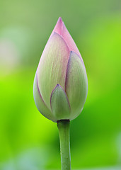 Image showing lotus bud