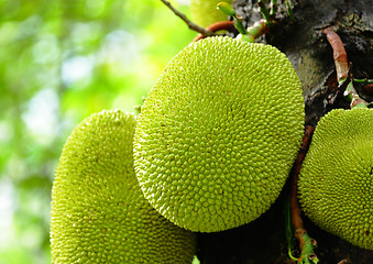 Image showing Jackfruit