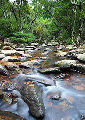 Image showing water spring in jungle