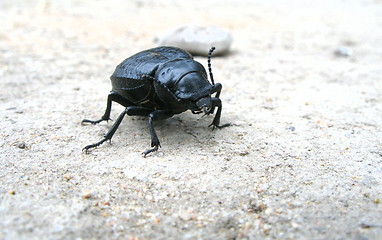 Image showing beetle