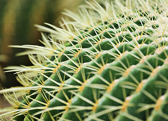 Image showing cactus close up