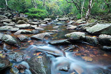 Image showing water spring in jungle