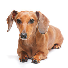 Image showing dachshund