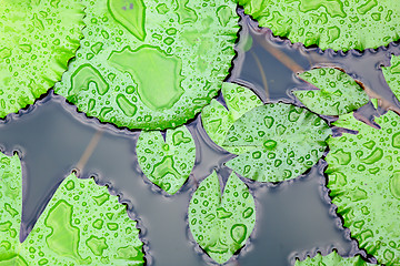 Image showing lotus leaf