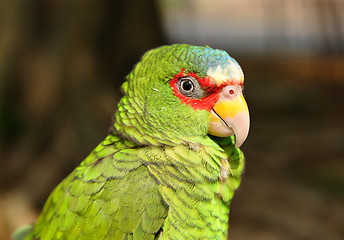 Image showing parrot