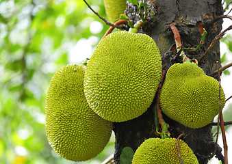 Image showing Jackfruit on tree