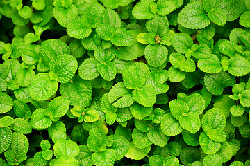 Image showing Green leaves background